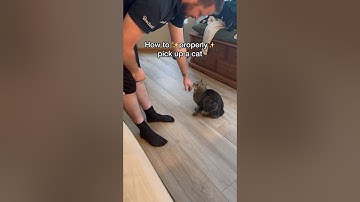 How to properly pick up a cat