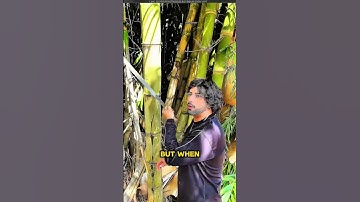 Bamboo Tree’s Hidden Secret😮#shortsvideo