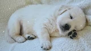 Super Relaxing Sleep Music For Golden Retrievers ♫ Relax Your Puppy🎶Highly Exciting Video for Dogs