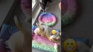 Cooling Bed For Pets - The Perfect Summer Solution For Your Furry Friends