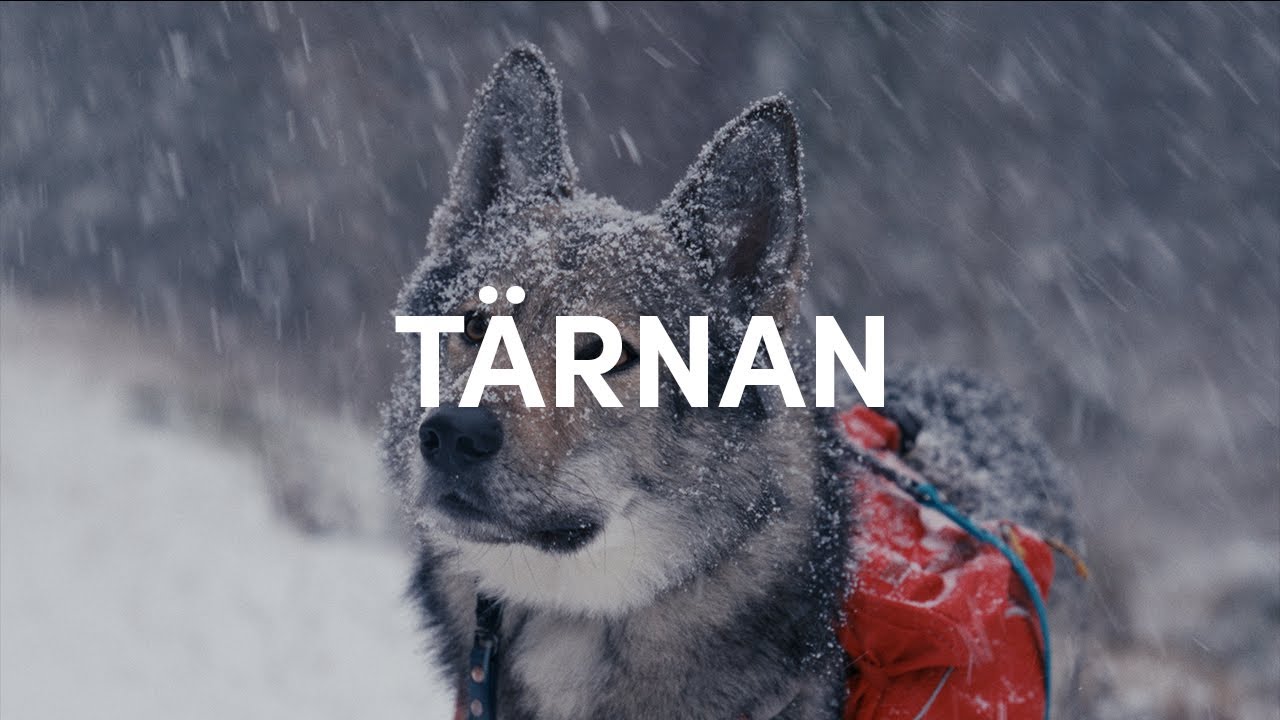 Tamaskan covered in snow while hiking in Swedish forests
