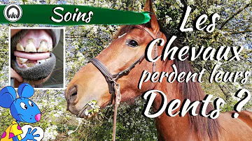 Est-ce qu'un cheval à des dents de lait ?