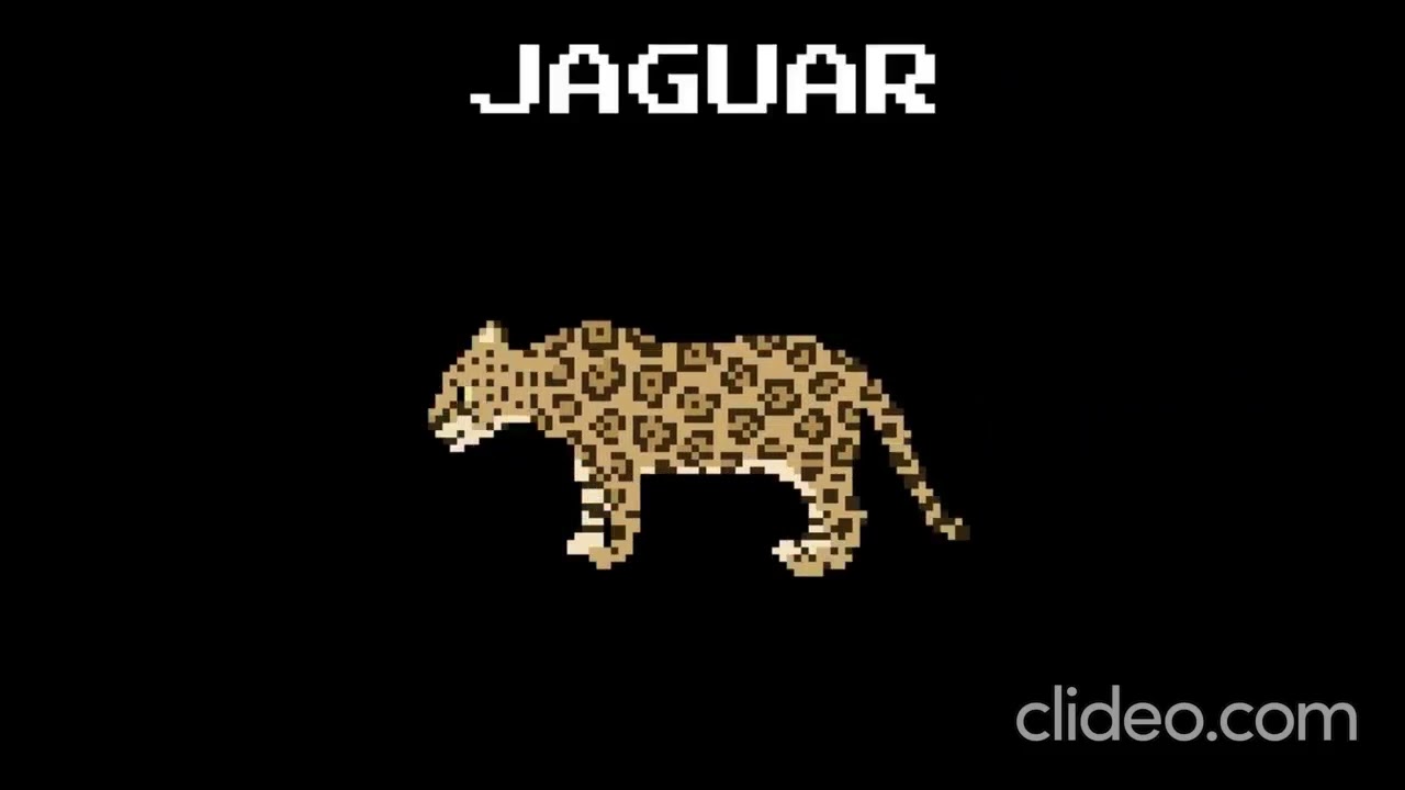 My Favorite Rainforest Animals - 