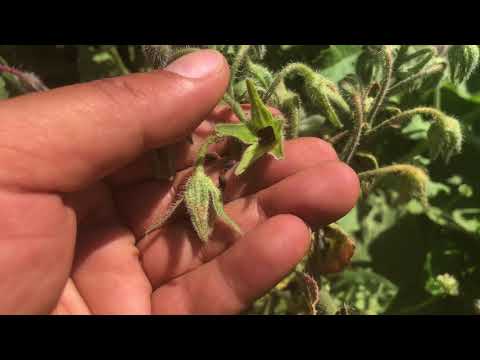 بذور زهرة خبز النحل تربية النحل  