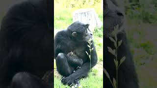Siamang Mother Nurses Baby Robin After Falling in Its Enclosure