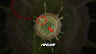O NOVO VÍRUS CHINÊS!!!! #curiosidades #fatoscuriosos #shorts #nipah
