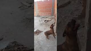 #الكلاب_الشرسة #عشاق #dog #لياقة #pitbull #dogs #تدريب #dogvideos #training #كيف #ترند