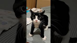 Black Angry Cutie Kitten