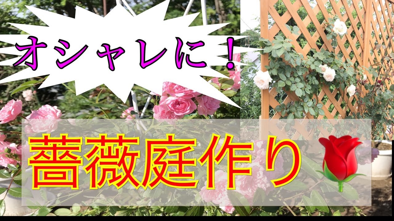薔薇庭作り11 オシャレ トレリス フェンス 元お庭屋しゅけ吉覚醒 Youtube