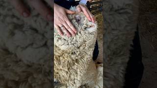 Sheep Sees Better Now!