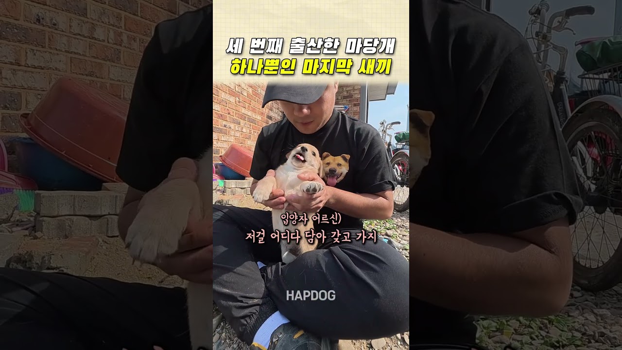 세 번째 출산한 마당개 하나뿐인 마지막 새끼