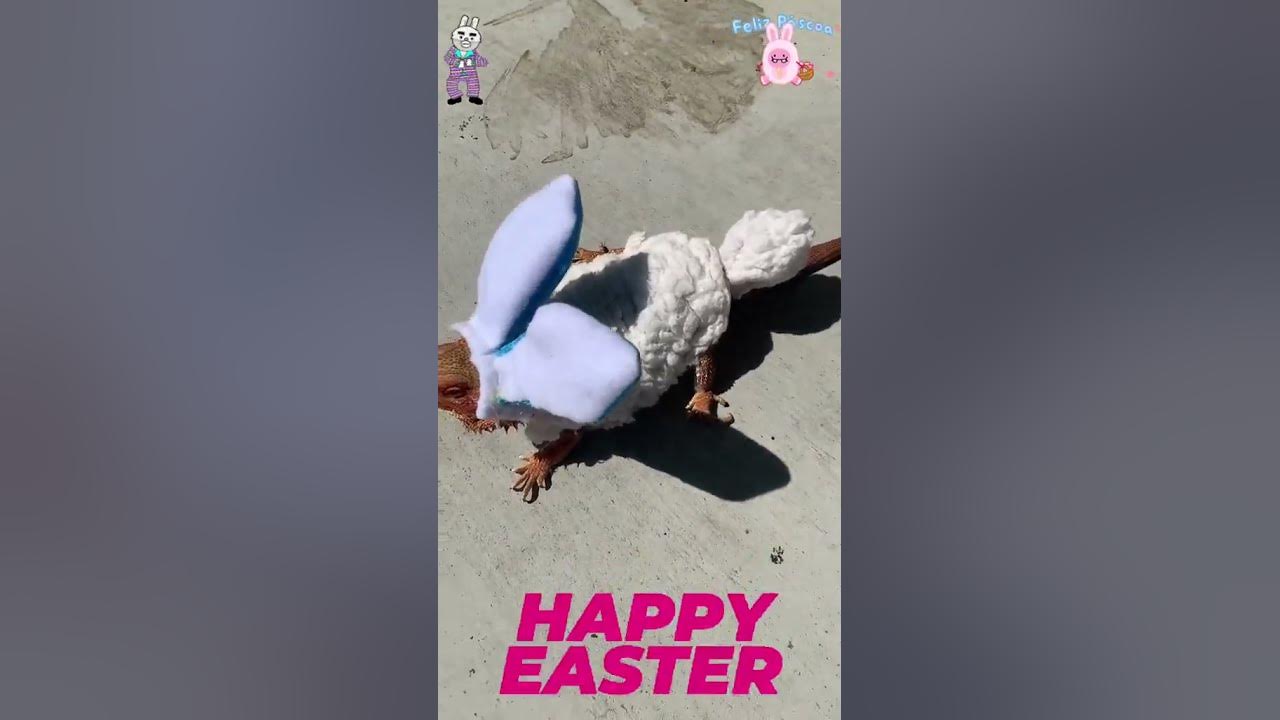 El Día de la Coneja 😂 CuentaLaLeyenda635 YouTube