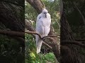 BAD BOY PAUNCHO HIDDING FROM PETUNIA , COCKATOOS.#cockatoo #birdshorts #funnybirds #parrot #pericos