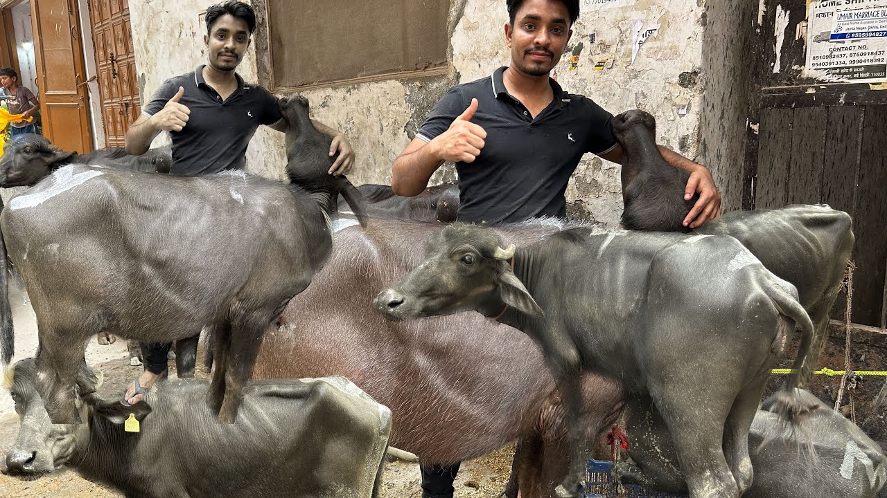 Dhobi ghat bhans Mandi latest update | Jama Masjid Bakra Mandi ...