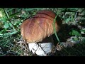 Белые грибы в Еловом лесу и не только | В поисках грибов.