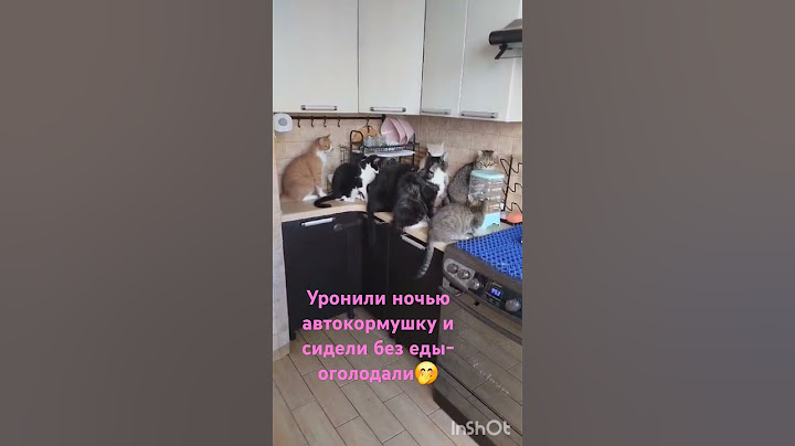 В порядке живой очереди 😁 #тренд #cat #рекоменд #кот #смешноевидео #прикол #funny #юмор #котик