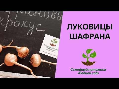 Видео: Выращивание шафрана: как вырастить луковицы крокусов с шафраном