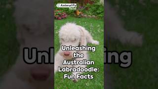 Unleashing the Australian Labradoodle: Fun Facts #animalfact #dog #animals #interestingfacts