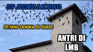 sp yang anda cari... SP.SEMBAKUNG_ Sp langka yang jarang di ketahui