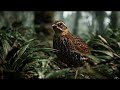 Quail | Small Bird with Unique Behavior | Welcome to NVOOVN | A World of Cinematic Animation.