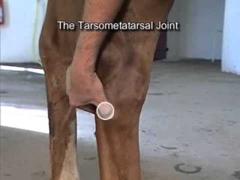Intra-Articular Joint Injections: The Hock