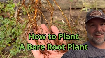 Bare Root Planting Made Easy: Step-by-Step Guide