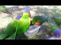 Rainbow lorikeets bathing in my lunchbox