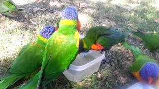 Rainbow lorikeets bathing in my lunchbox