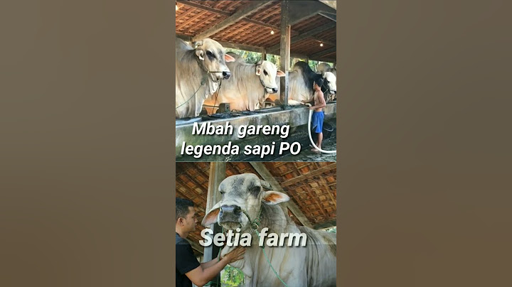 legenda sapi PO setia farm #shorts #sapisuper #sapijumbo #pedetsuper #sapi #sapiku  #sapisimental
