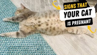 Is My Cat Pregnant | How To Recognize The Signs That A Cat Is Pregnant