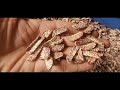 Nobel have duty multiple supari cutting machine, #supari #betelnut #video #viral #gujrati