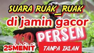 Suara Ruak Ruak  Sri Bombok Mp3  25menit Paling Gacor Tanpa Iklan Dijamin Loooossss Boss