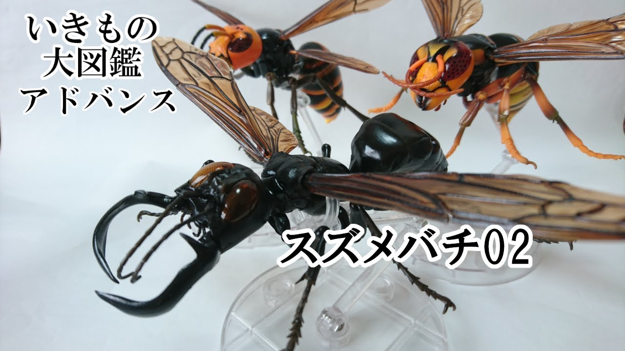 幻の蜂 メガララ・ガルーダ登場‼いきもの大図鑑アドバンス「スズメバチ