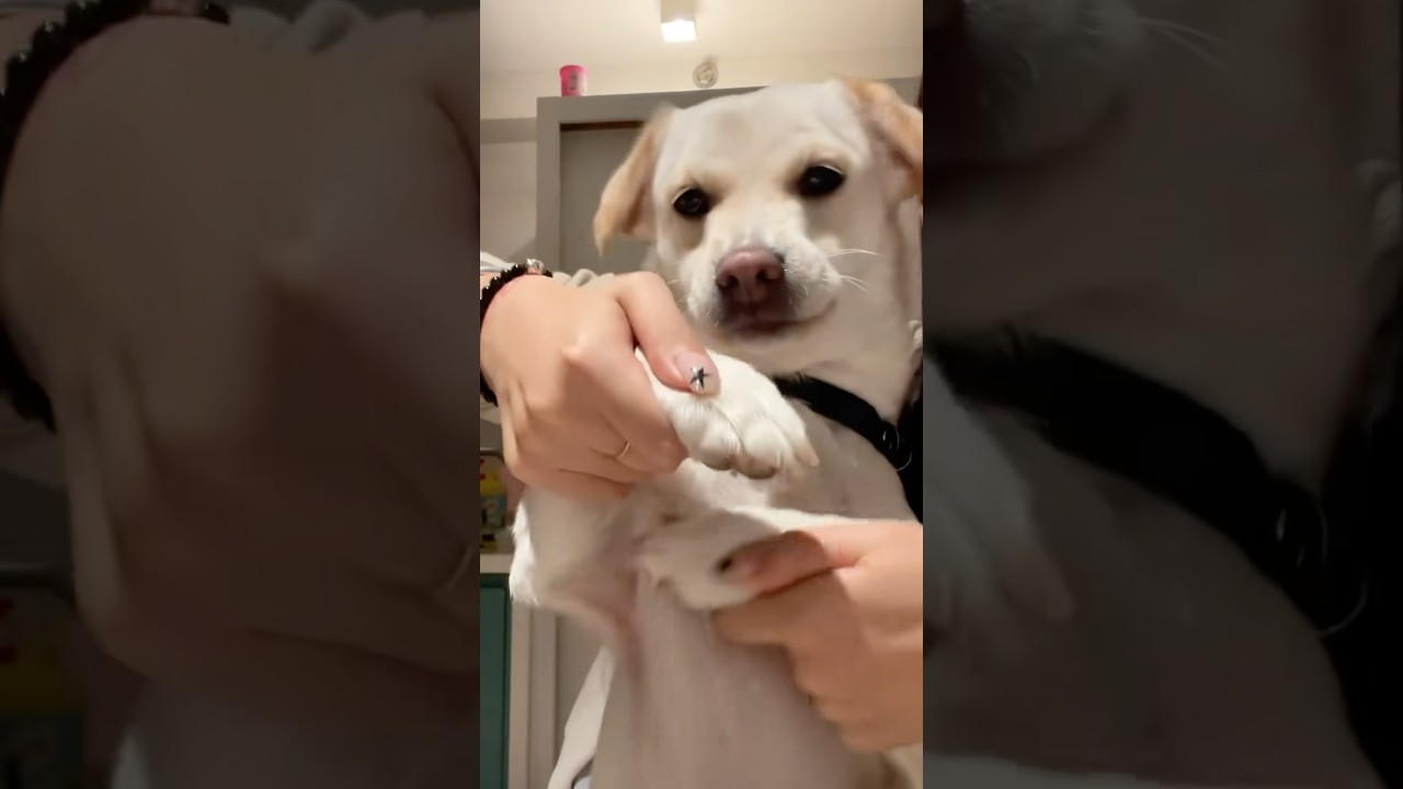 Pet Dance Trend.. 🤣