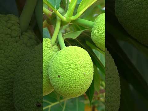 Video: Brödfruktsträdproblem – Lär dig mer om vanliga brödfruktskadegörare