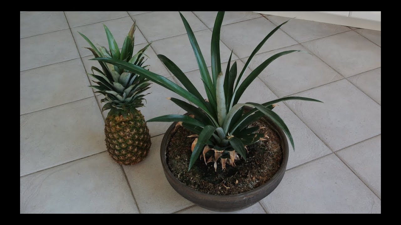 How to Grow Pineapple its Top! Works Time! - YouTube