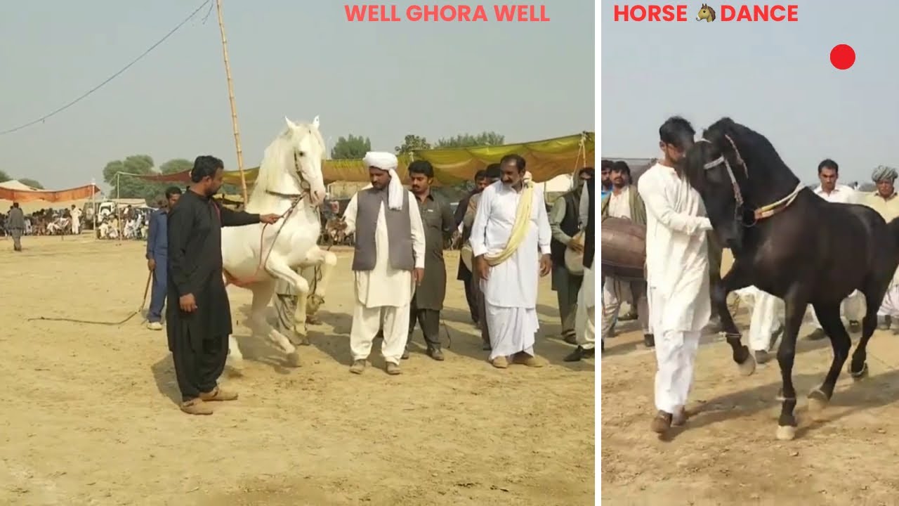 Horse Dance Well Horse Well 🫠🫠🫠 YouTube