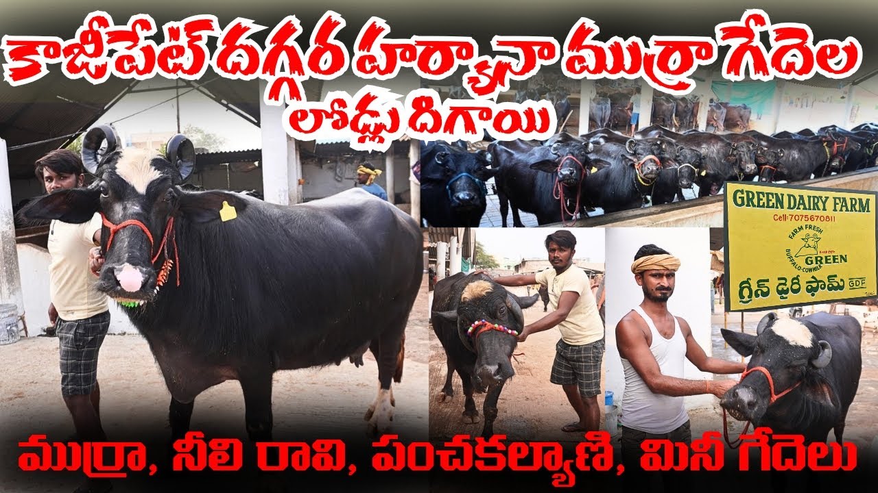 కాజీపేట్ దగ్గర లోడ్ దిగిన హర్యానా ముర్రా గేదెలు || Nili Ravi, Haryana Murrah, Panchakalyani Buffalo 