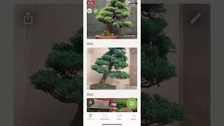 Bonsai Care App walkthrough