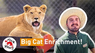 Pieters Vlog: BIG Enrichment at LIONSROCK Big Cat Sanctuary! | FOUR PAWS South Africa | [SUBS]