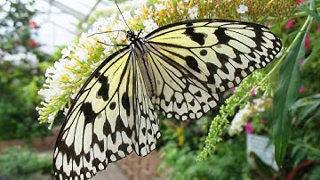 Tutorial Photoshop CS4 - color splash - partial black and white