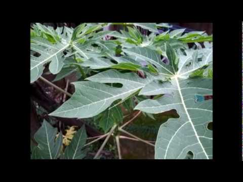 Video: Puas ricinus nplooj muaj tshuaj lom?