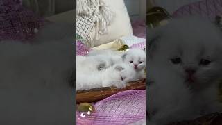 Their first #photography#cutekitty #kitten #love #scottishfold #newbornkitten #catlover #catvideos