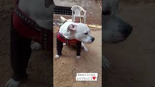 American Pitbull Bruno