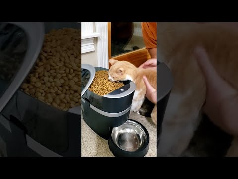 Hungry Cat Has