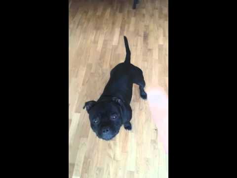 Staffie dressage part 3 - YouTube Staffie dressage part 3 - YouTube