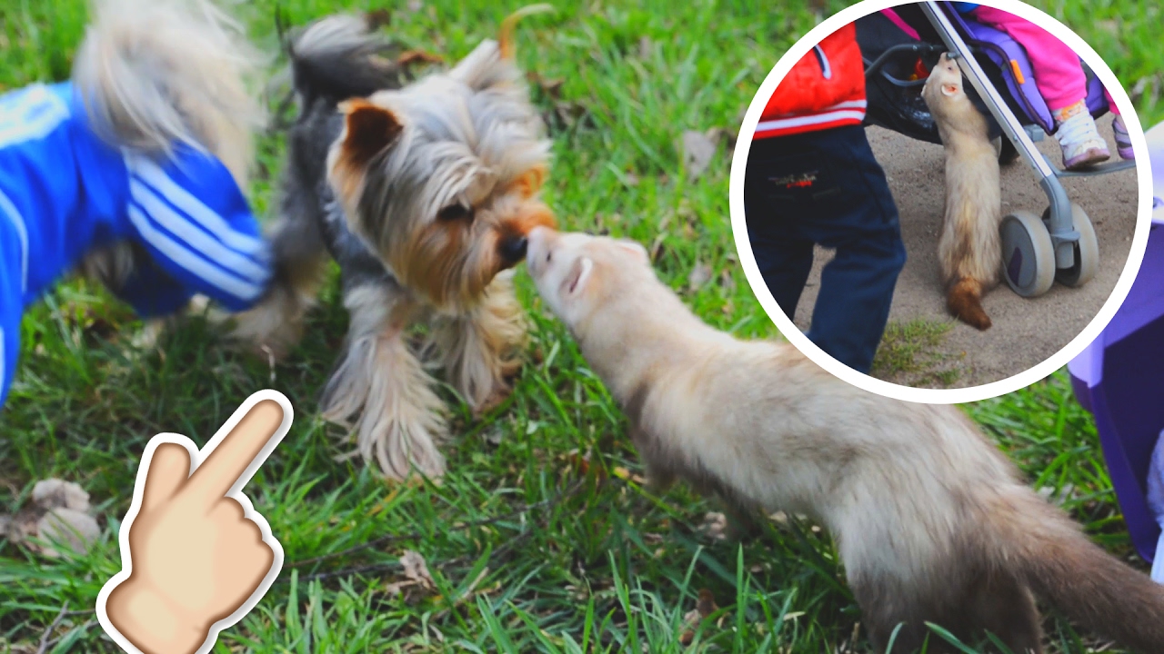 ХОРЕК НАПАЛ НА ЛЮДЕЙ | ПУГАЕМ СОБАК | ДОМАШНИЙ ХОРЕК ГУЛЯЕТ НА УЛИЦЕ ...