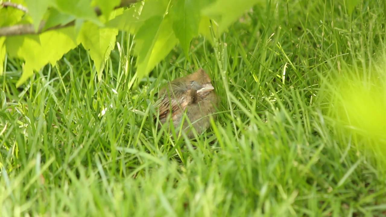 Baby Northern Cardinal 2016 lys