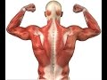 Muscle Contraction Process إنقباض العضلات HD 