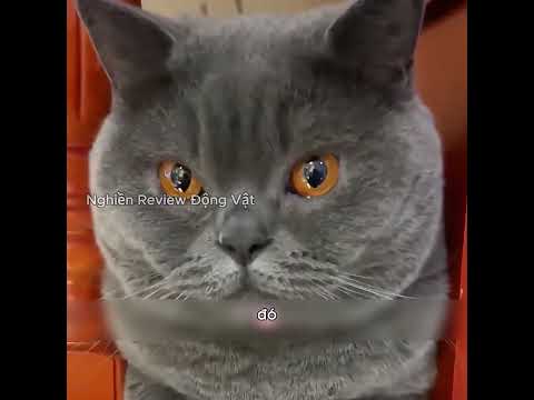 Con mèo này có thể trở thành vua sư tử trong một chương trình truyền hình không.